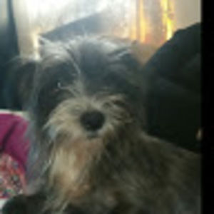 Meet your Posher, Ralph